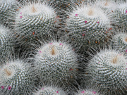 Cactus, Kew Garden