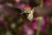 Anna's Hummingbird