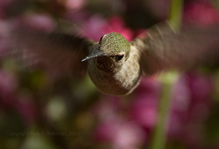 Anna's Hummingbird