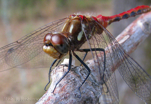 Dragonfly