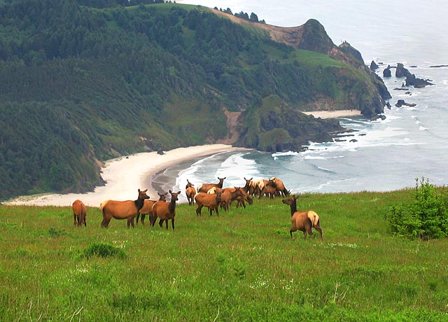 Elk on Cascade Head