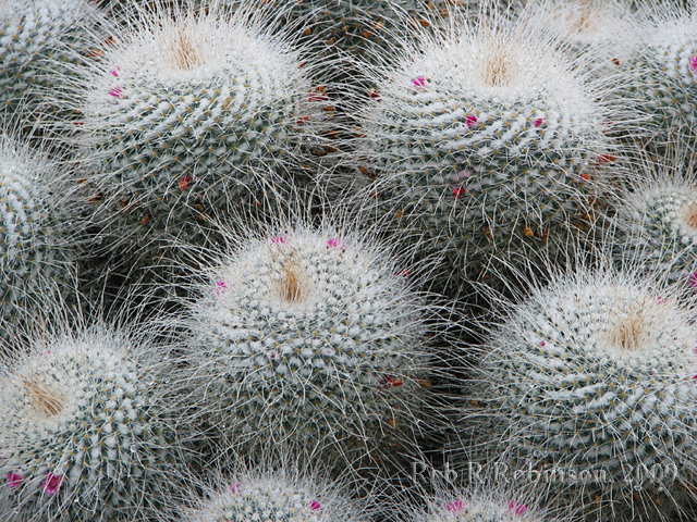 Cactus, Kew Gardens