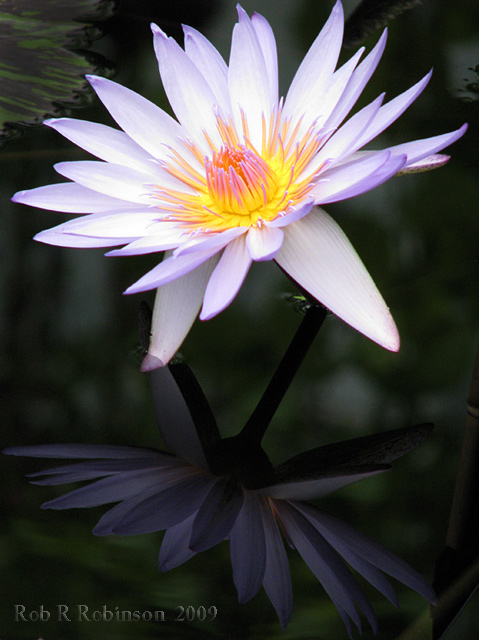 Waterlily, Kew Gardens