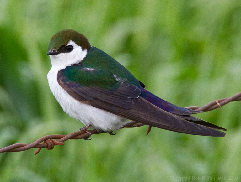 Violet-Green Swallow